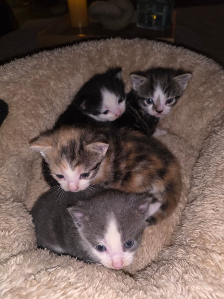 Kittens