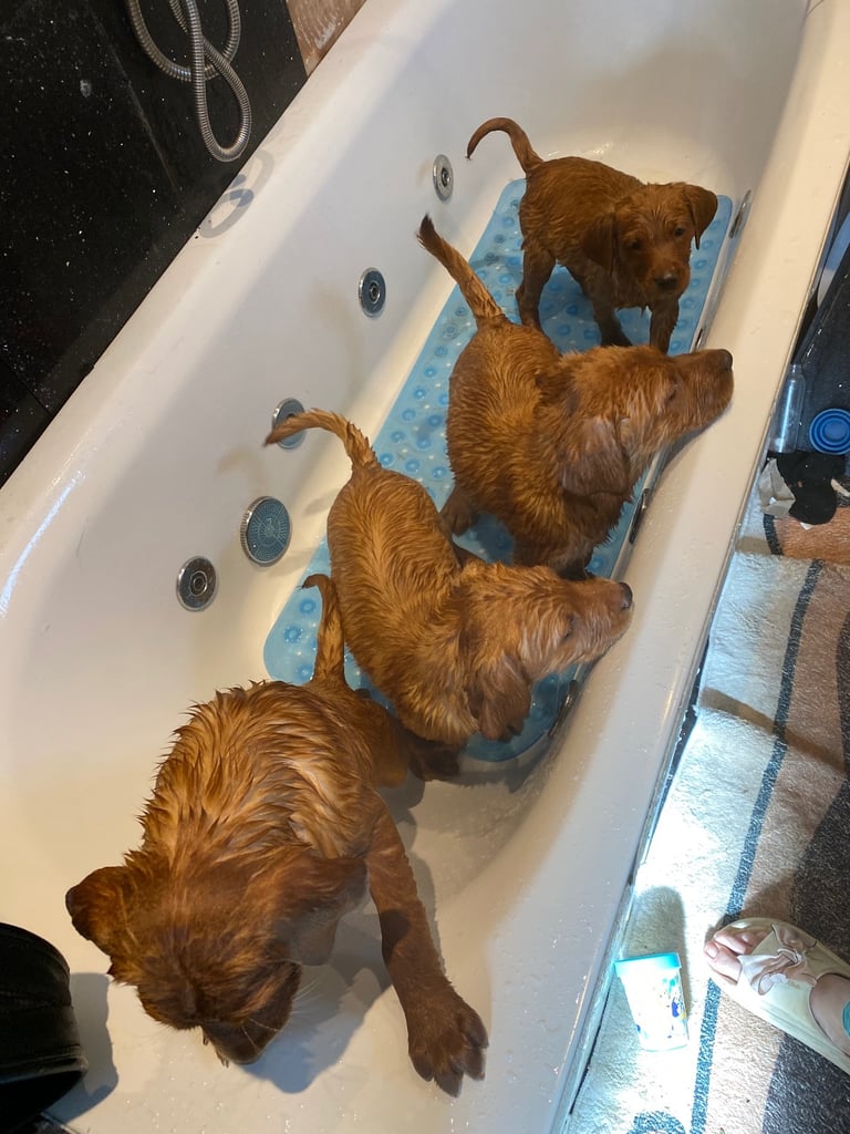 READY NOW Kc reg Labrador puppies both jabs microchip flea worm insured 