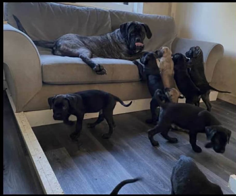 Cane corso puppy for sale 