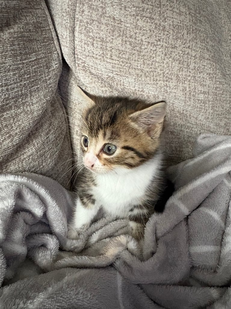 Kittens for sale 