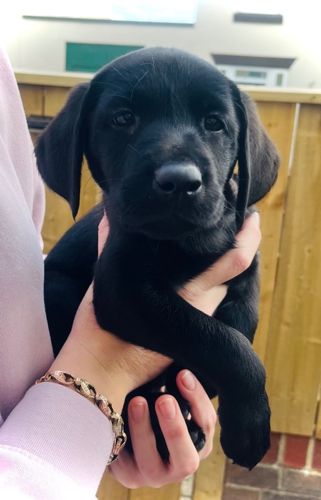 8 superb kc reg Labrador puppies ( 6 days and your pup can come home!!)—
