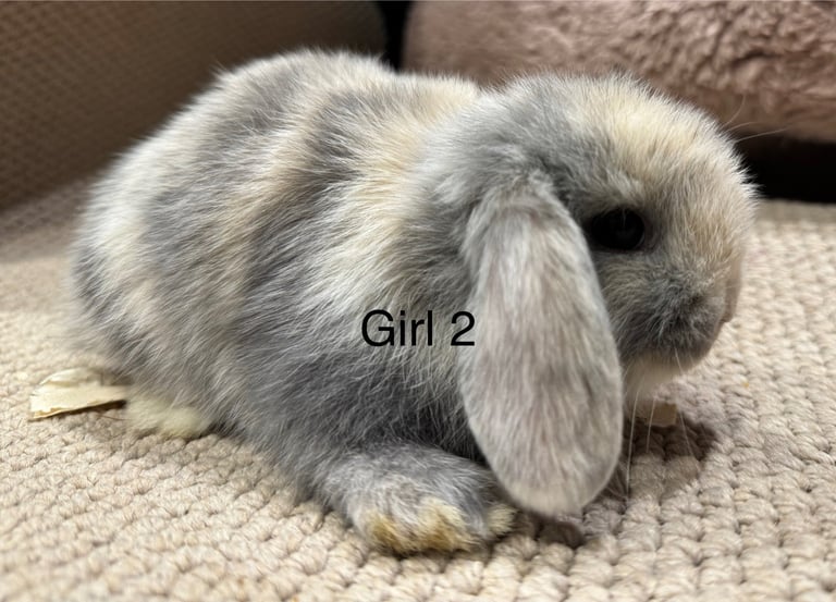 🌸 HARLEQUIN MONI LOPS 🌸 ready to reserve 