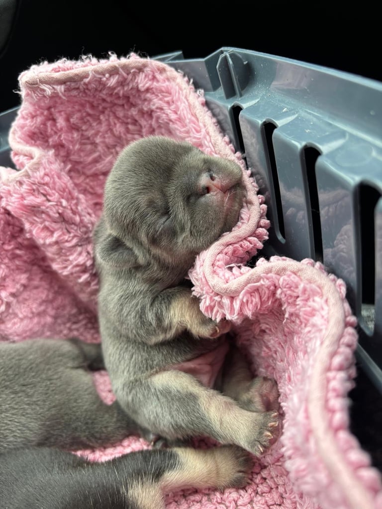 Stunning French bulldog puppies looking for their new forever home. 