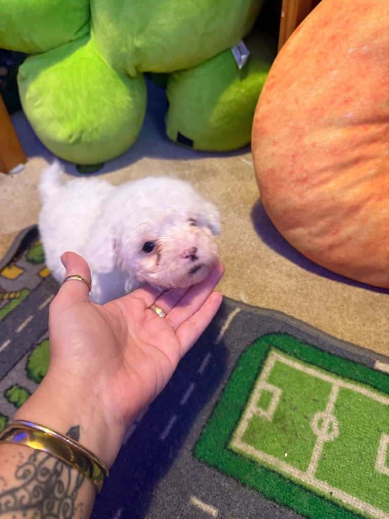 Cotton De Tulear puppies x3 looking for their forever homes