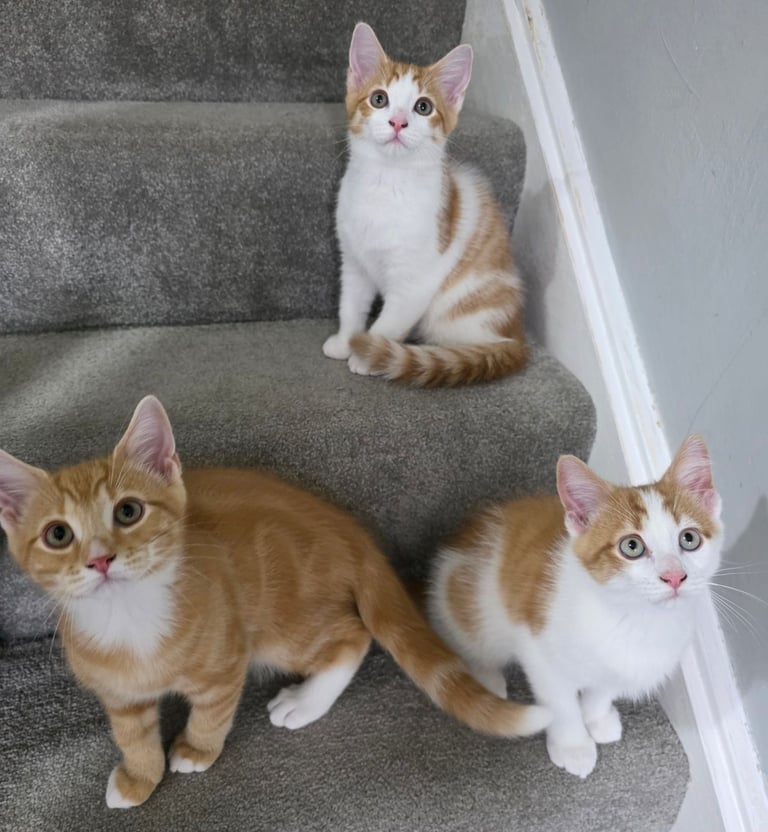 Mainecoon Cross Kittens (READY TO GO)