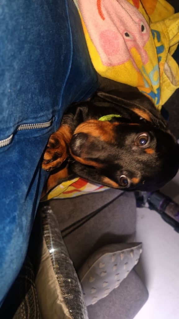 Dachshund puppy