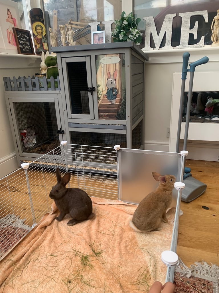 Rabbits for sale 