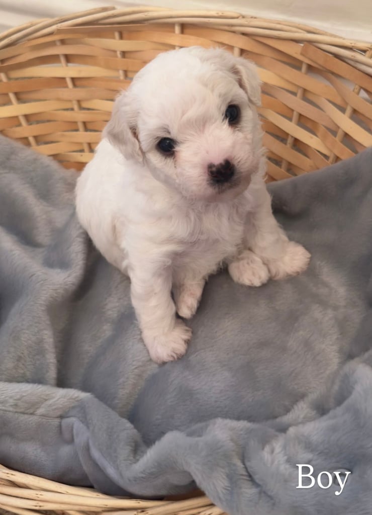 Beautiful white maltichon puppies for sale
