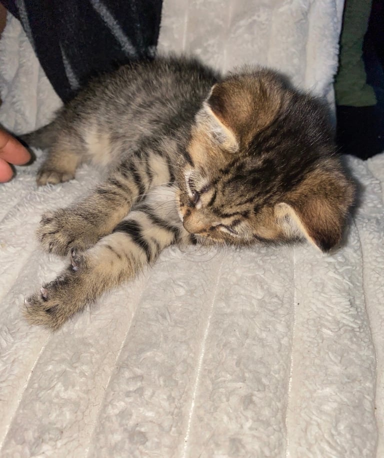 Tabby x Bengal 8 week old cute kitten READY TO LEAVE 🏡