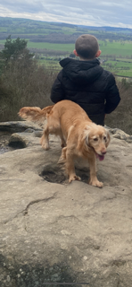 image for Lovely sweet Cocker spaniel 