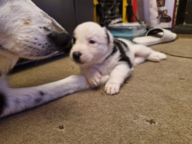 2 x black and white male puppies for sale 