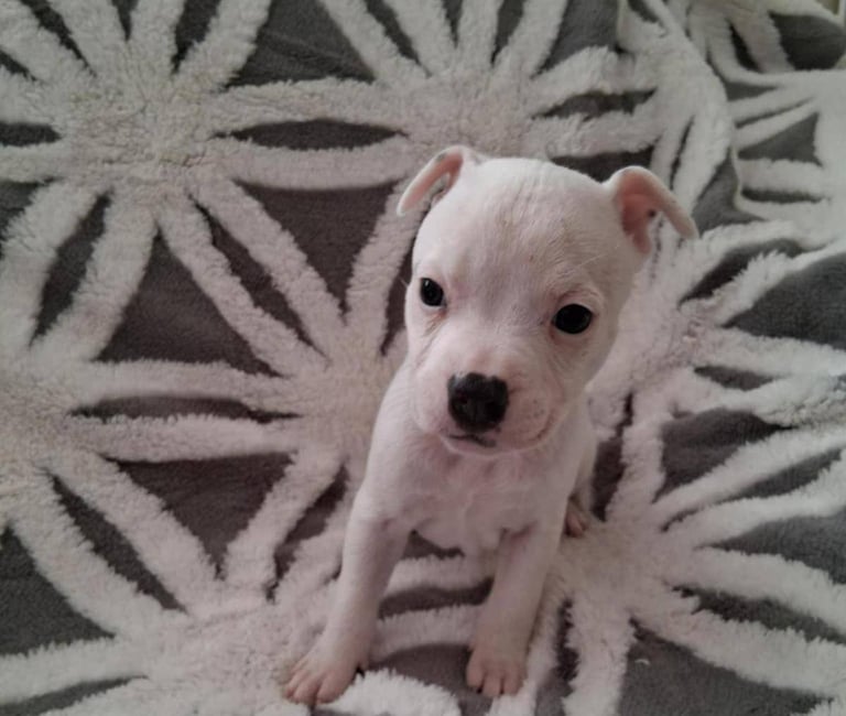 Staffordshire Puppies 