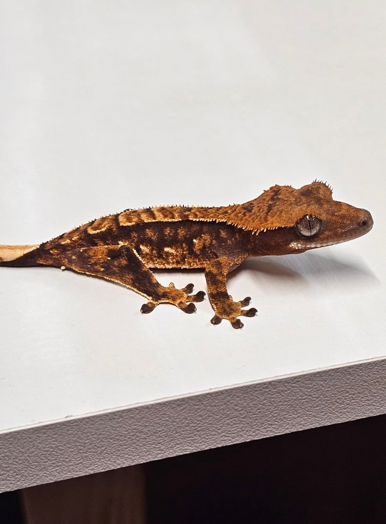 image for Tri Colour Crested Geckos