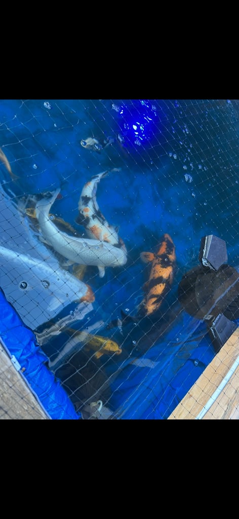 Koi pond with koi