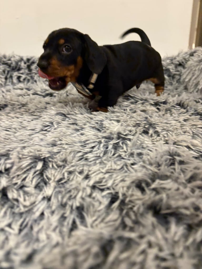 Male miniature dachshund 