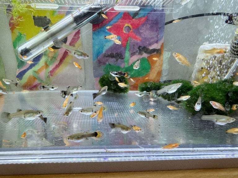 Small platys and Guppys for sale £1 each-Fish only