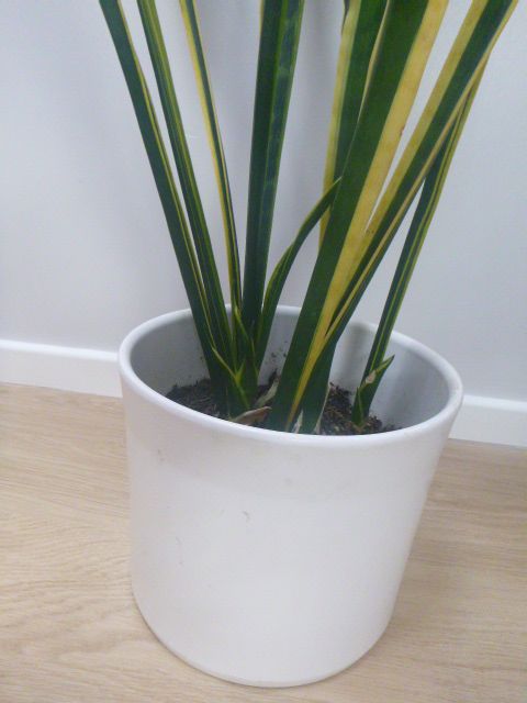 Very Large Sansevieria-Mother-In-Law's Tongue, 46ins. In White Ceramic Planter, VGC.REDUCED