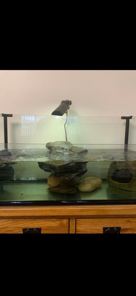 Turtle/fish tank 