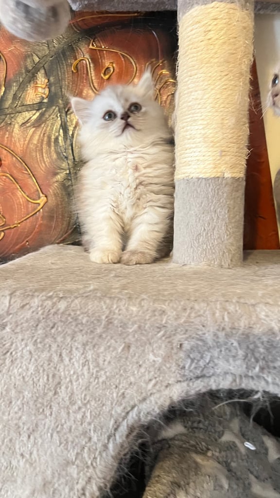 Ready to go Persian kittens 
