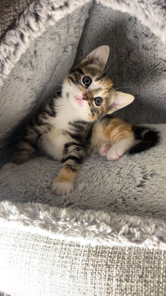 Cute calico kitten for sale ready for rehoming 🏡