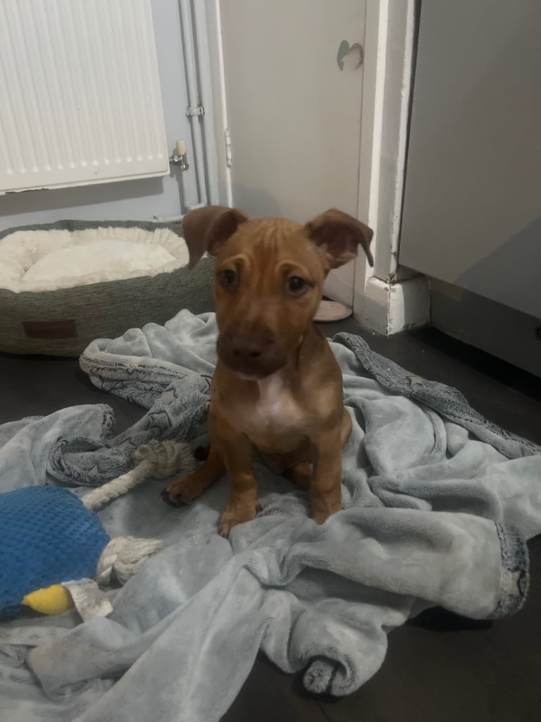 image for Mixed bred puppy 