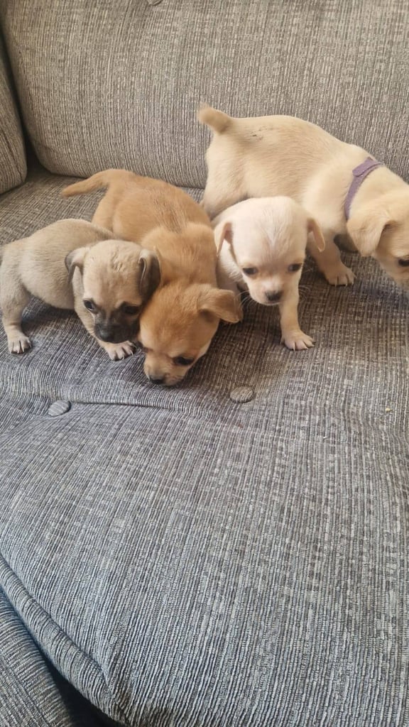 Chihuahua puppies