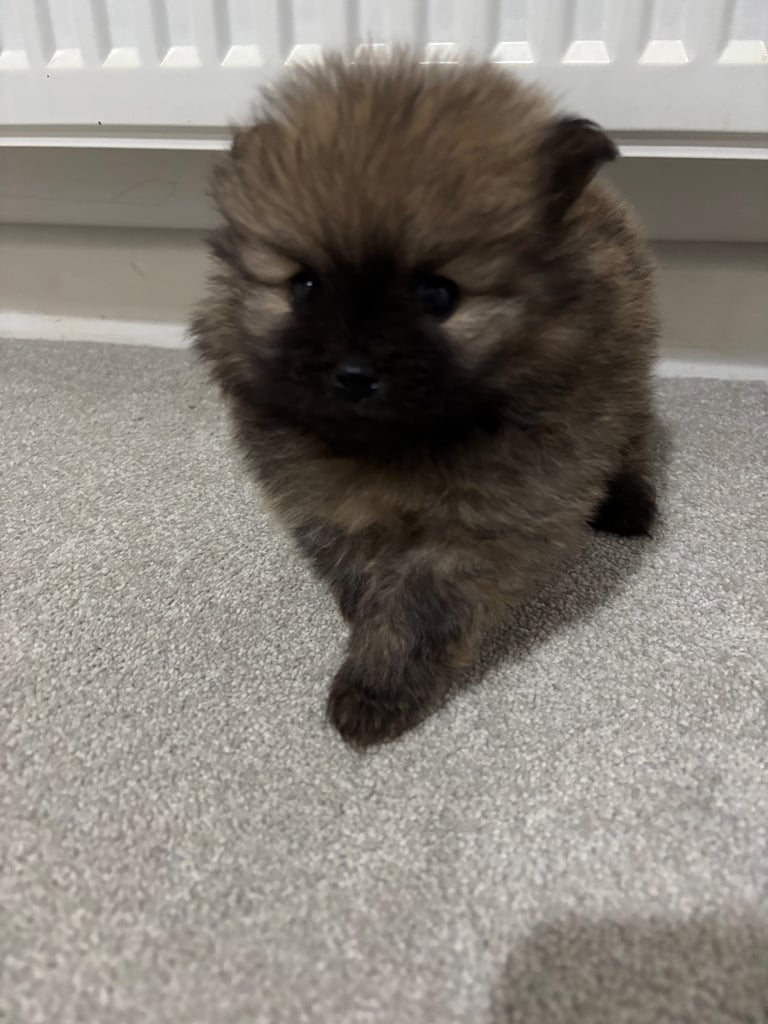 Tiny Pomeranian puppies
