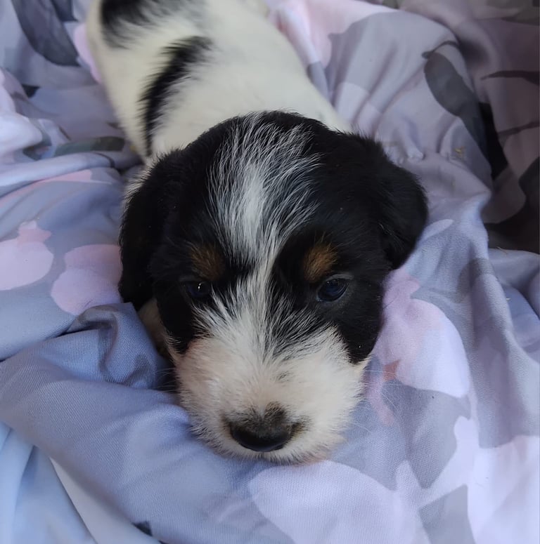 Two black and white boy puppys available 