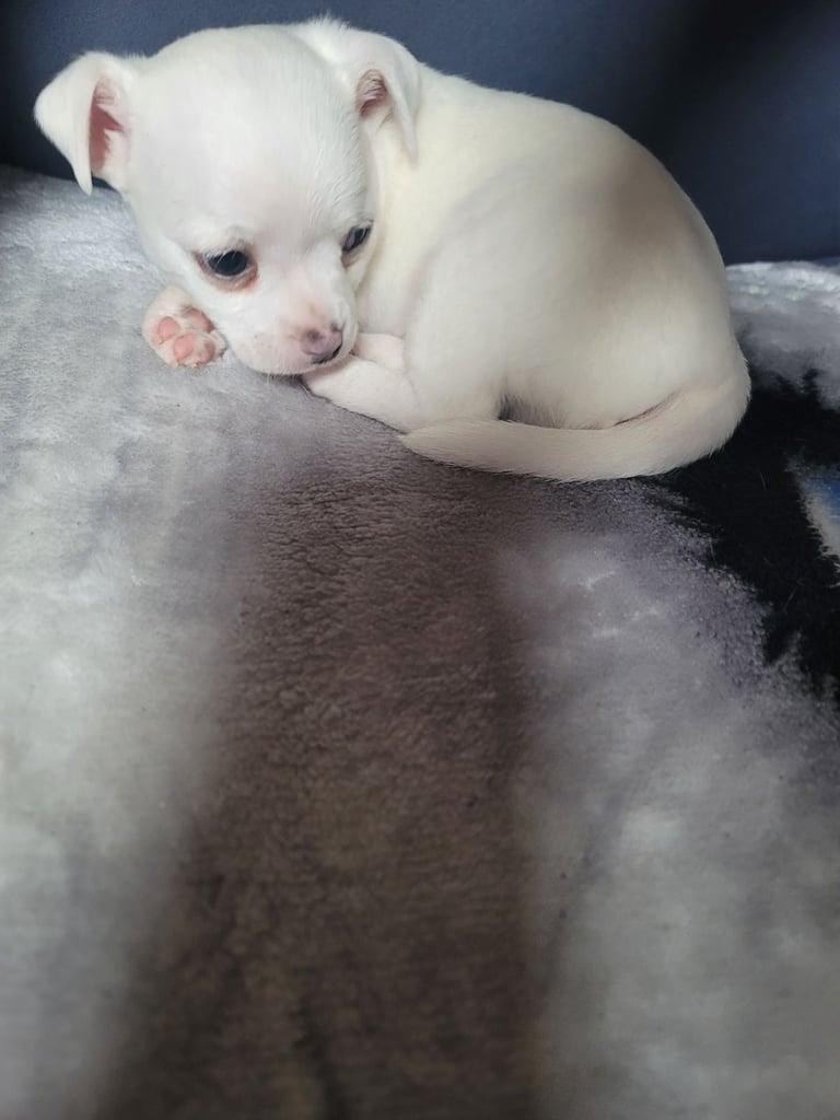 10 week old white chihuahua