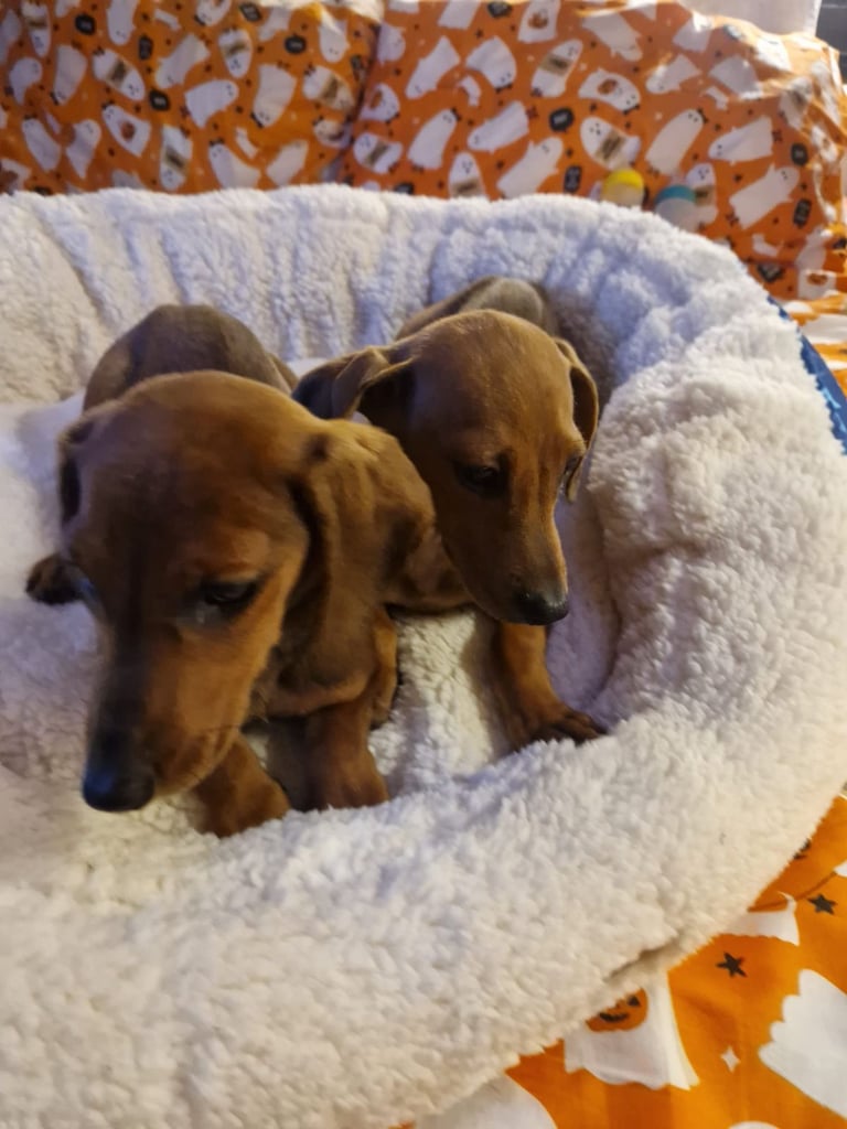 Beautiful full breed dachshund puppys