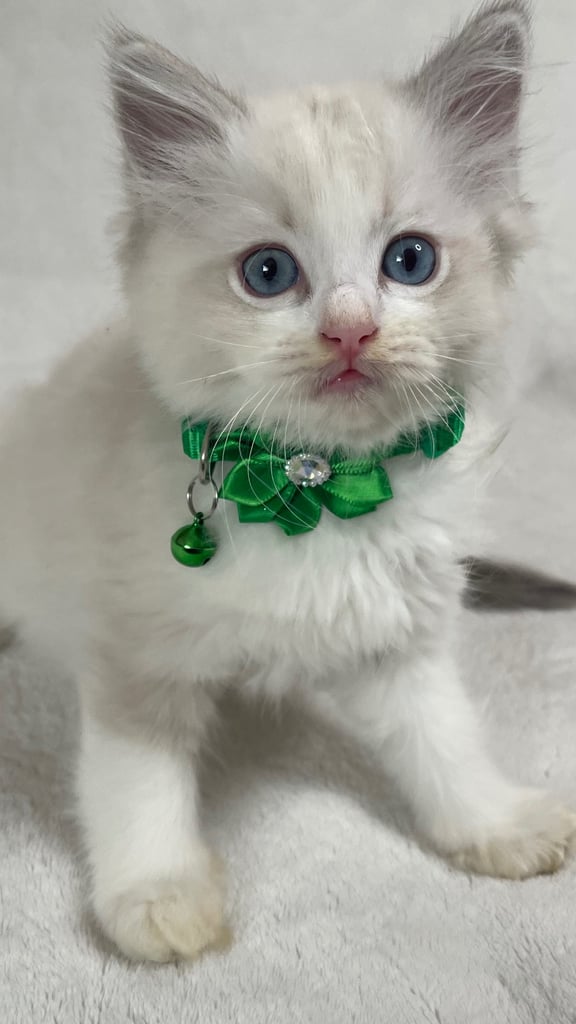 Ragdoll Kittens 