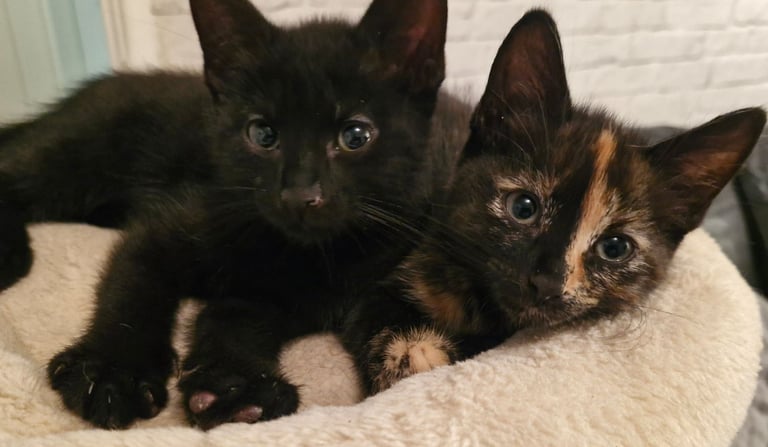 Kittens
