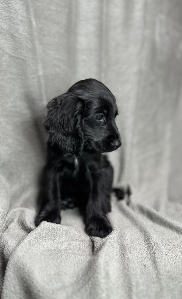Cockapoo puppys 