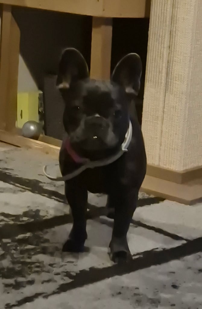 8 month old blue French bulldog 