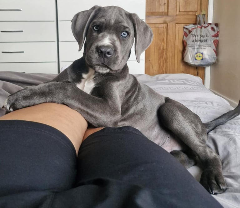 Beautiful Blue eye Cane Corso For Sale