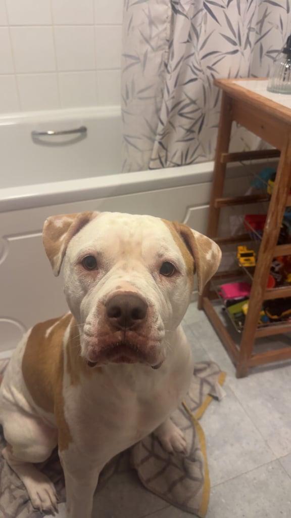 Beautiful American bulldogs 