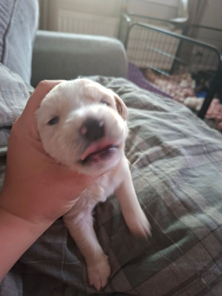 2 boys LEFT Stunning F1 border retreiver puppys 