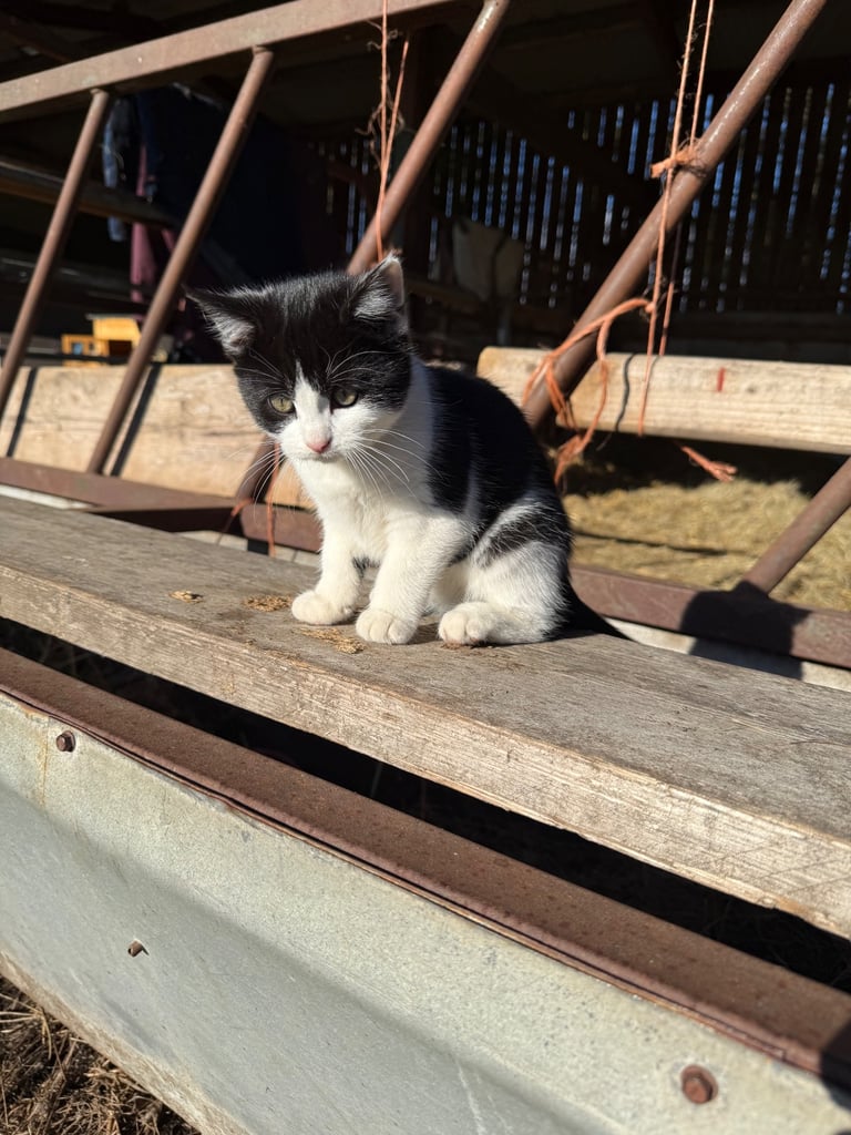 Beautiful kittens now ready 