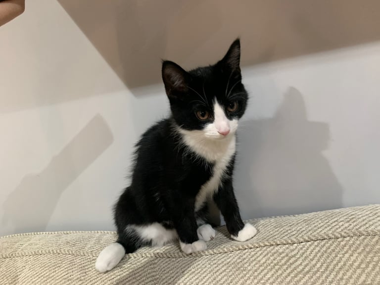 Cuddly and fluffy tuxedo  kittens