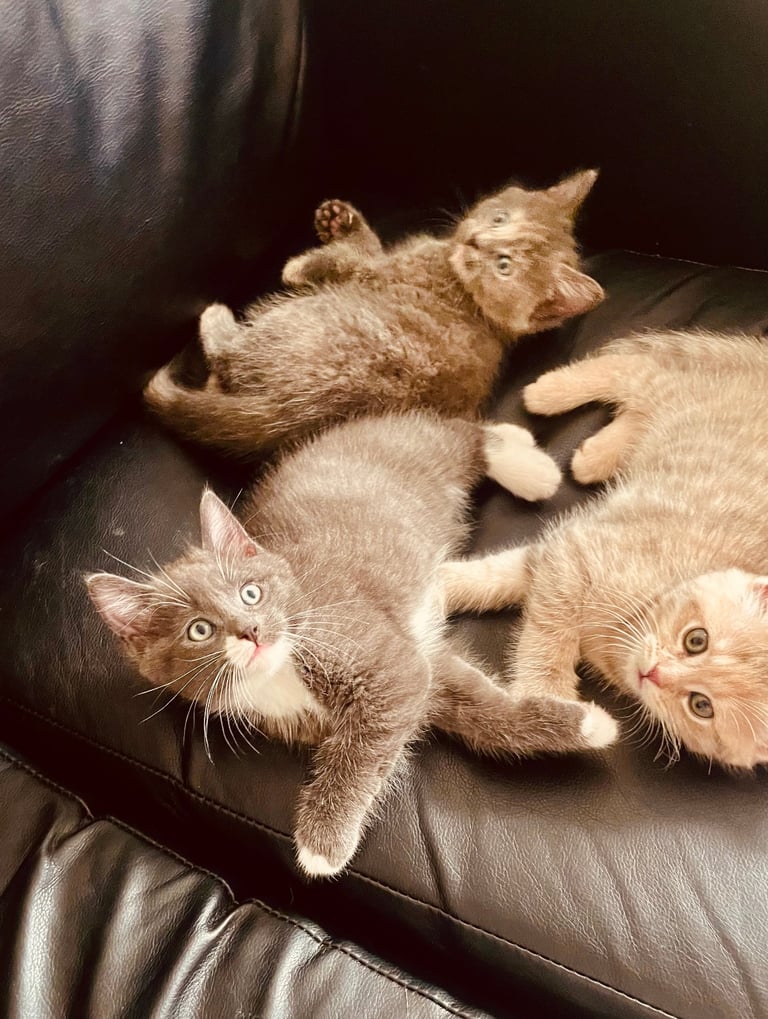 maine coon