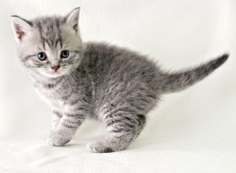 Beautiful Britishshorthair kittens