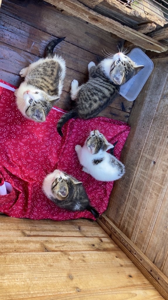 8 week old kittens 