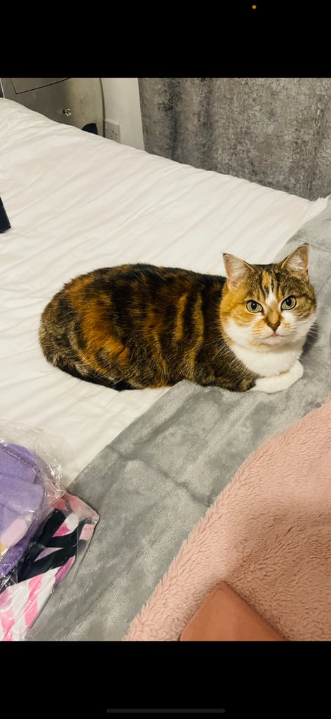 Adult female spayed 7 year old cat