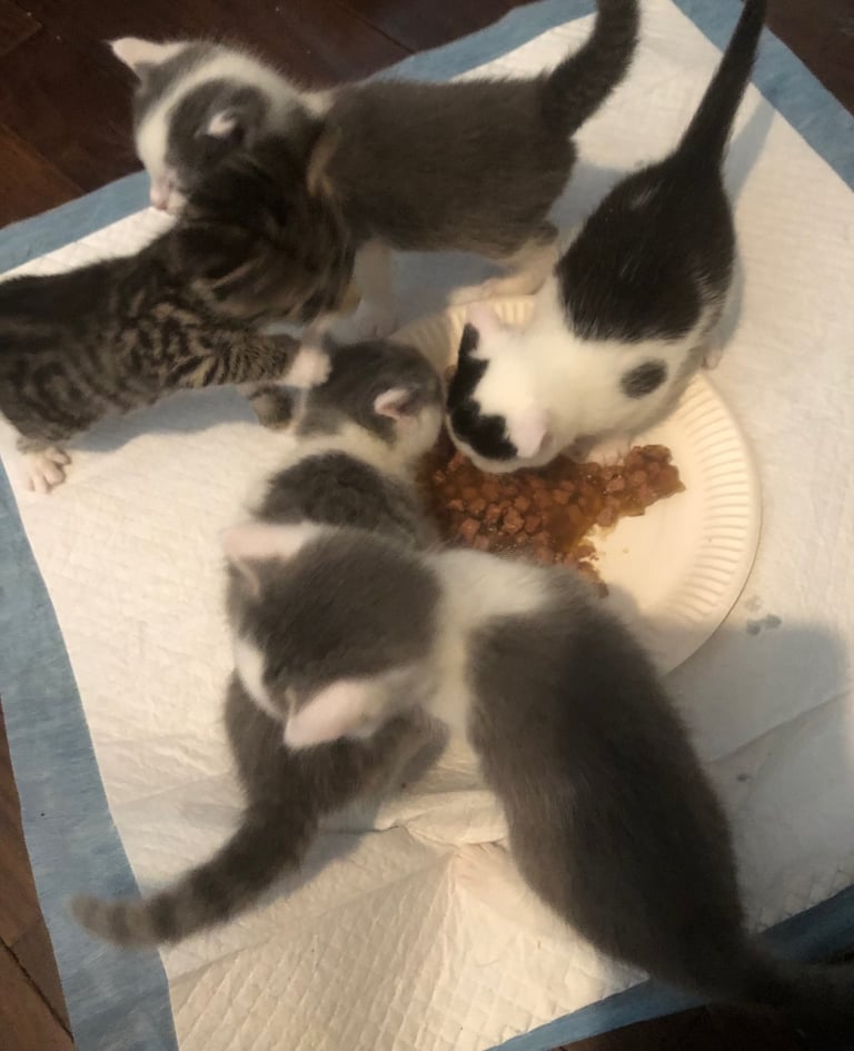 image for Mixed breed kittens 