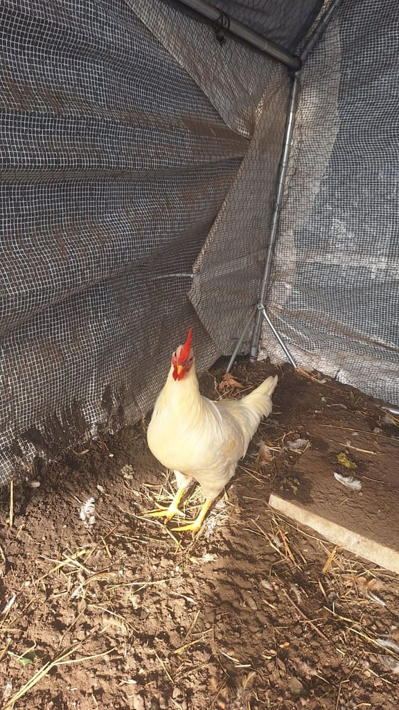 Rooster for Sale