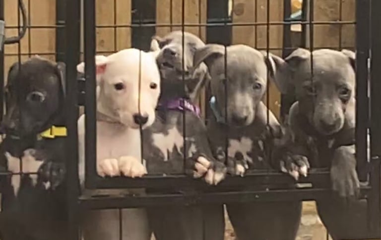 Whippet pups ready to go nice and small mother and farther