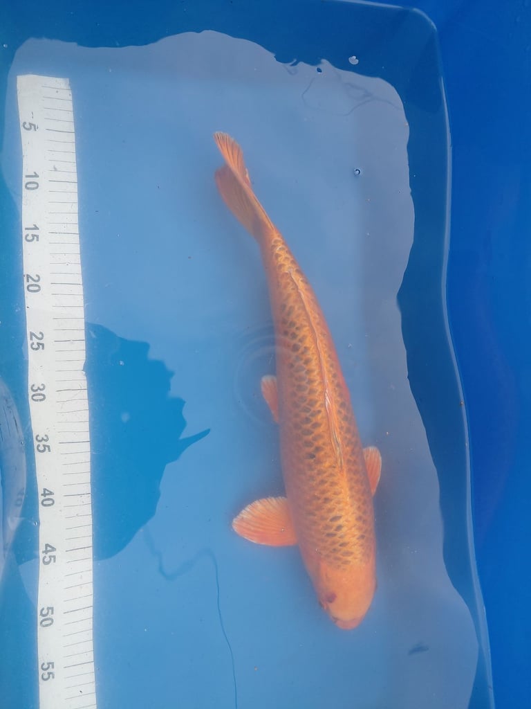 Various koi for sale