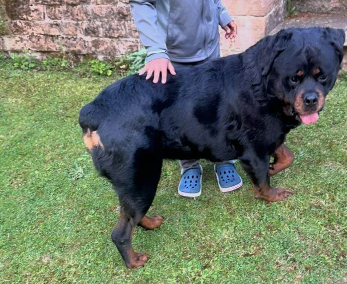 Gentle 8-Year-Old Rottweiler – Loyal, Loving Family Dog