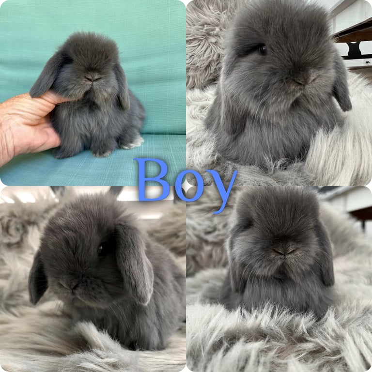Baby mini lop bunnies 