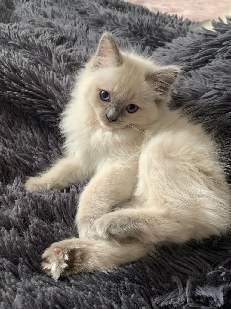 Pure Ragdoll kittens ready now!!